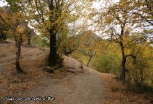 گزارش تصویری از فصل پاییز در جنگل ابر شاهرود